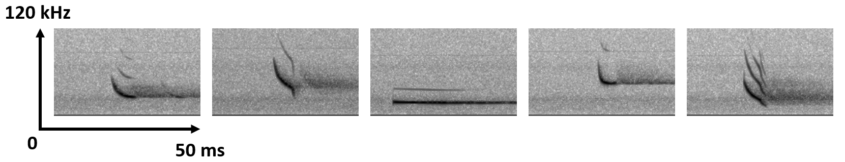 Exemples de sonogrammes