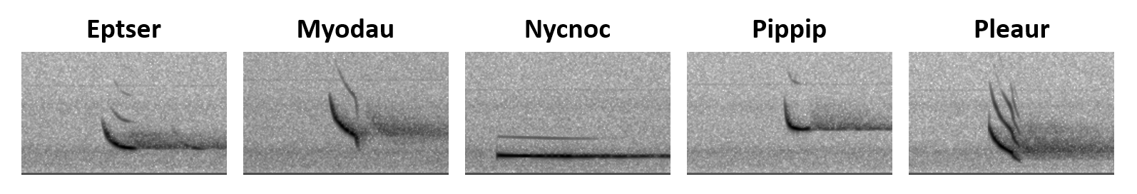 Exemples de sonogrammes labélisé par Tadarida