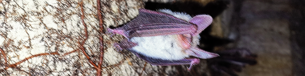 En-tête chapitre IV